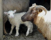 Lambs2010/lamblookin.jpg