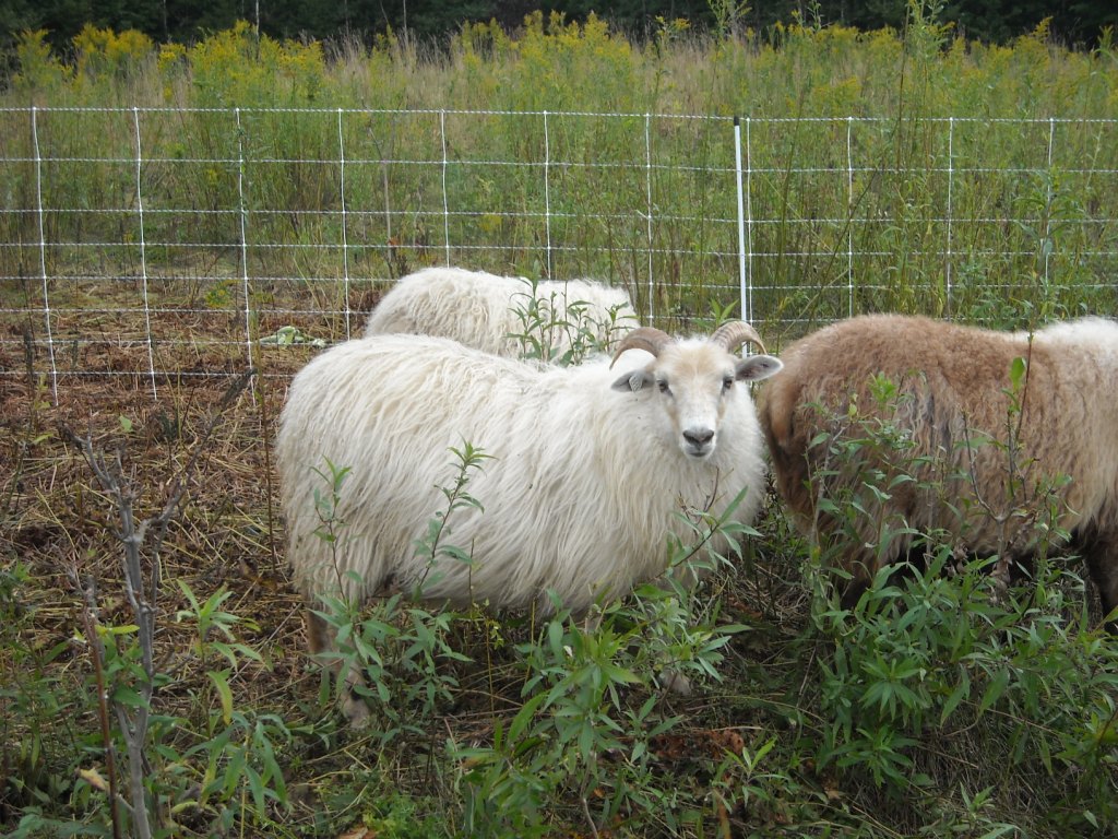 Lambs2010/benna.JPG