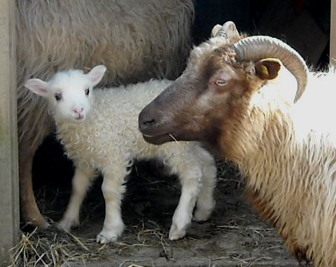 Lambs2010/lamblookin.jpg