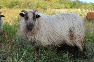 Lambs2012/Duxtirsep12.jpg
