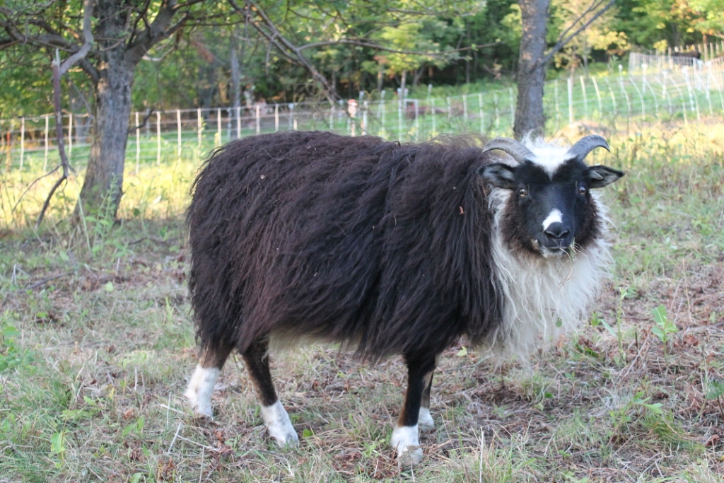 Lambs2012/Dandelionsep12.jpg