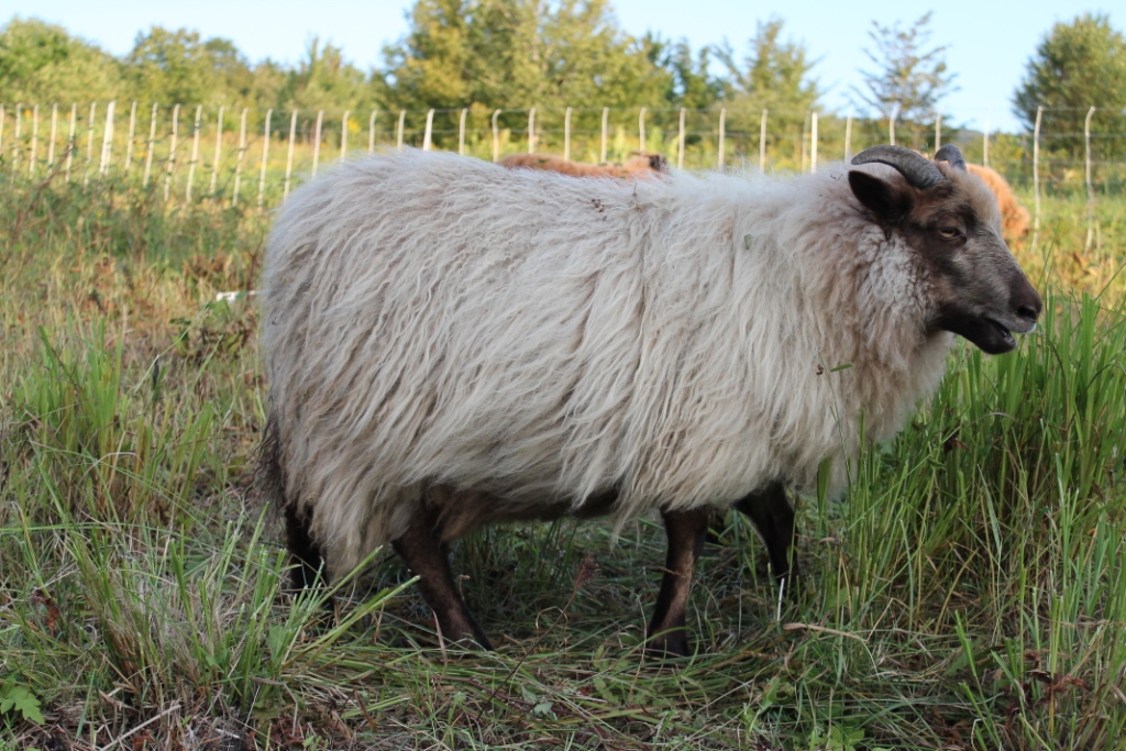 Lambs2012/Dapplesep12.jpg