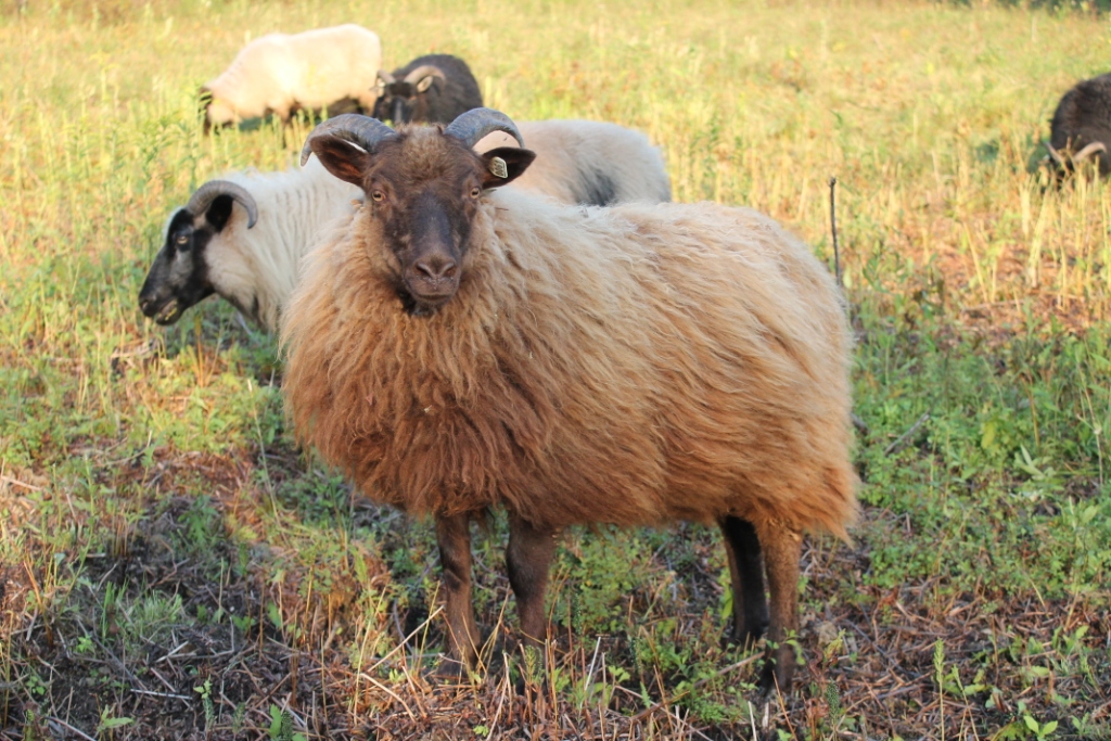 Lambs2012/Dharmasep12.jpg