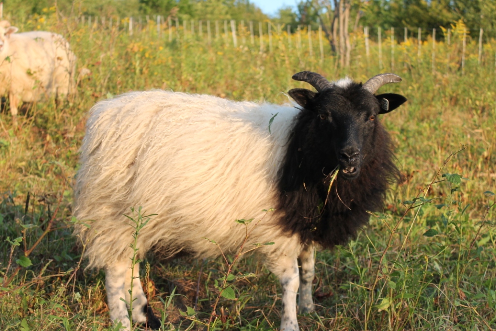 Lambs2012/Dippersep12.jpg