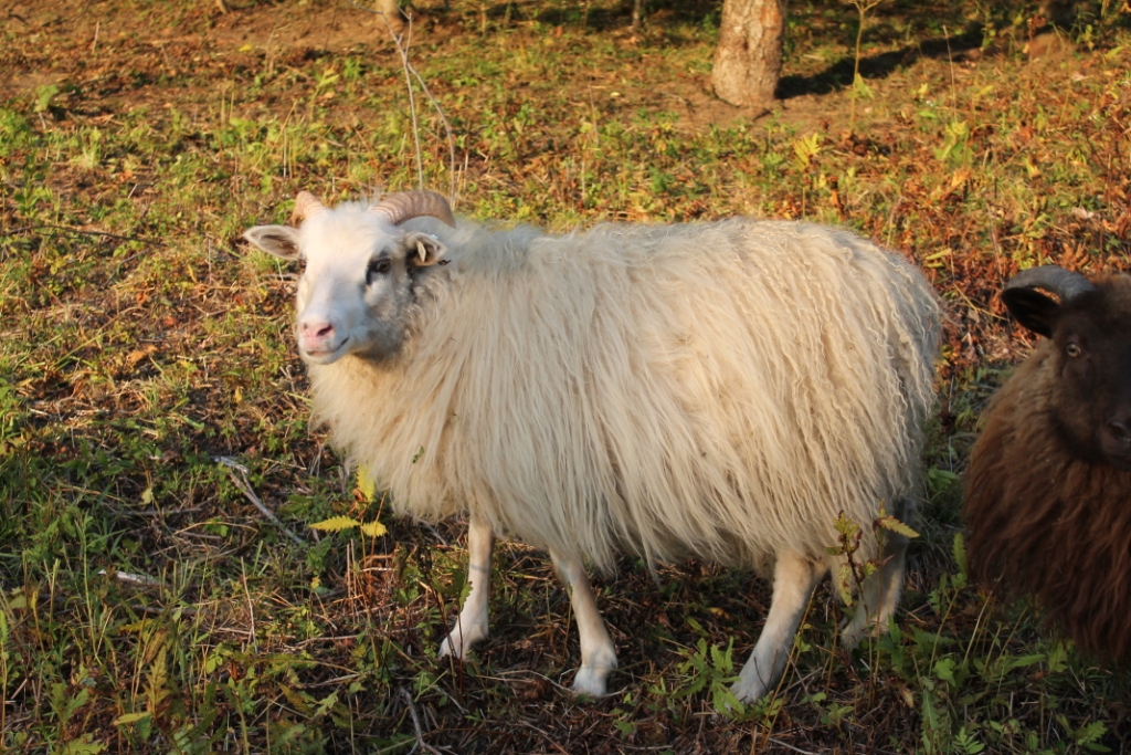 Lambs2012/Doesep12.jpg