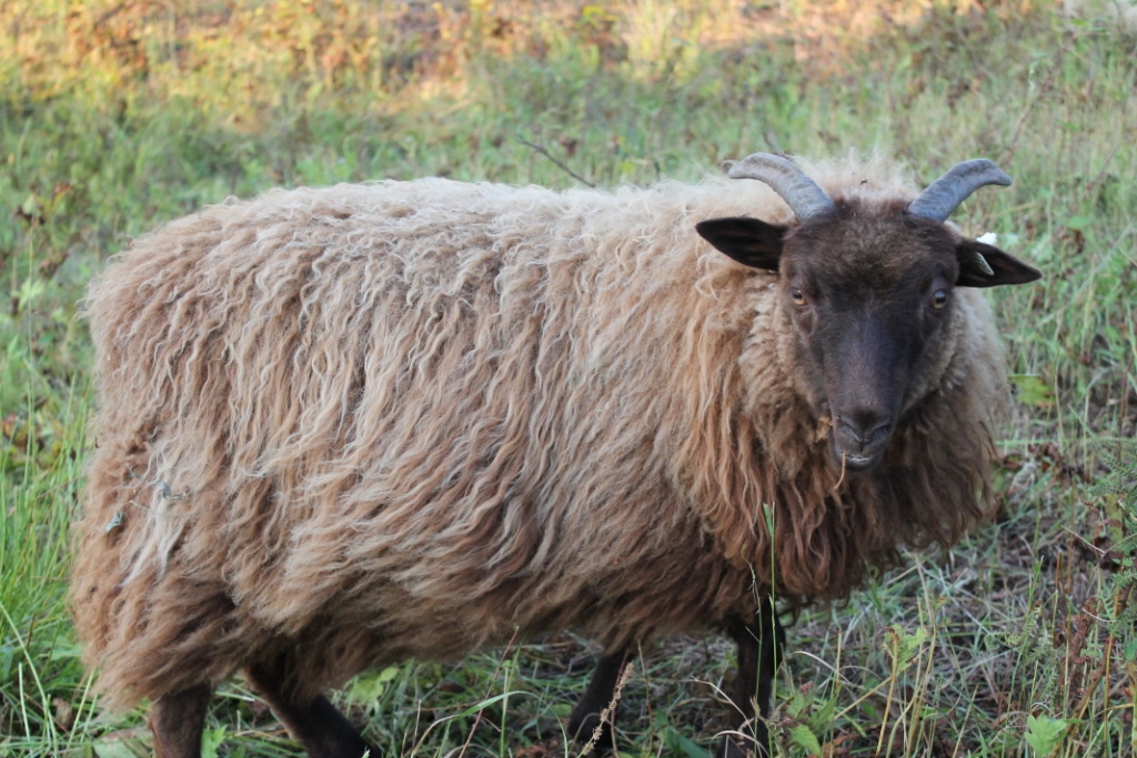 Lambs2012/Donnolasep12.jpg