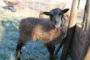 Lambs2013/130405-3.jpg