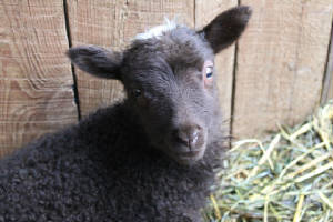 Lambs2013/130413-4.jpg
