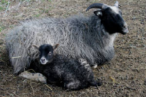 Lambs2013/130422-3.jpg