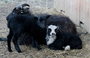 Lambs2013/130422-5.jpg