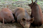 OtherFarmAnimals/pigstest.jpg