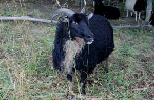 Sheep/Camox.jpg