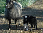 Sheep/adaslambs1.jpg
