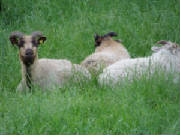Sheep/badgerfaceonpasture.JPG