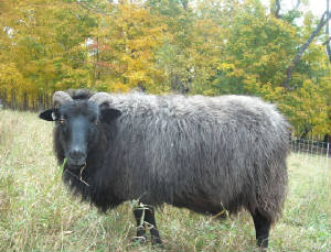 Sheep/blink1.JPG