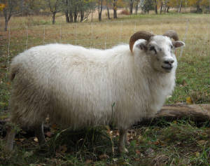 Sheep/cider.JPG