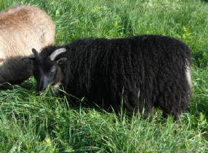 Sheep/cressa4mos.JPG