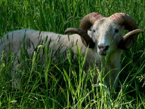 Sheep/ornforsale.jpg