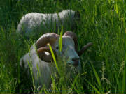 Sheep/orntallgrass.jpg