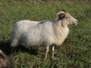 polly the sheep