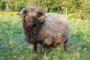 Sheep/ursusfall20123.jpg