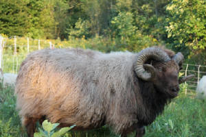 Sheep/ursusfall20122.jpg