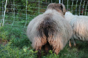 Sheep/ursusfall20123.jpg