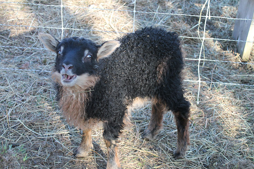 Sheep/Capemouflon.jpg