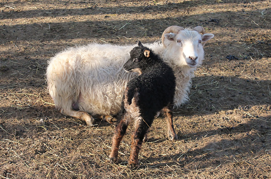 Sheep/Capemouflon.jpg