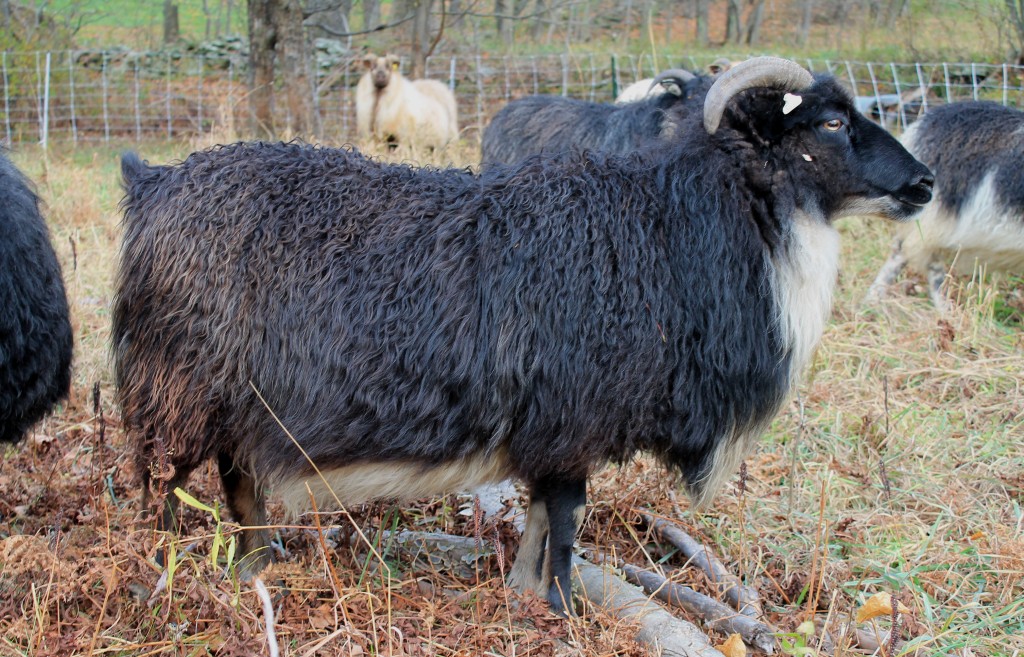 Sheep/Codina2012.jpg