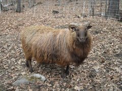 Sheep/Mara2.jpeg