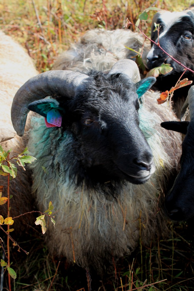 Sheep/Moonshine.jpg