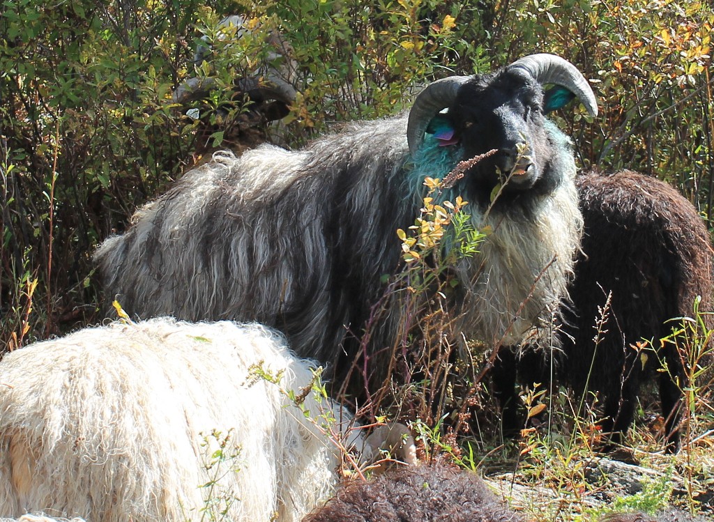 Sheep/Moonshine120901.jpg
