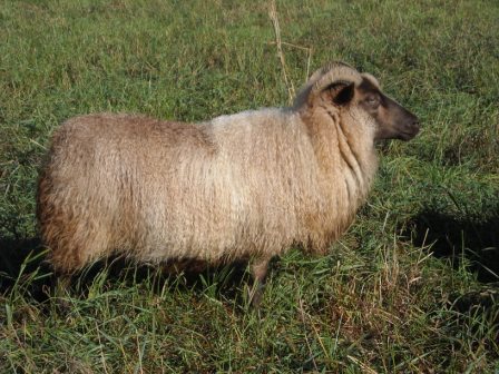 Sheep/TEMP_177.jpg