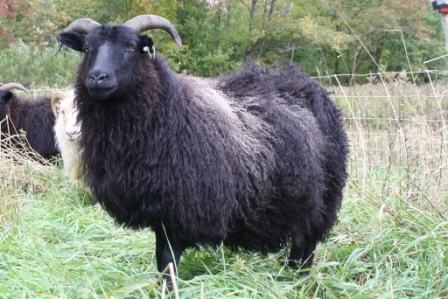 Sheep/Ugali.jpg