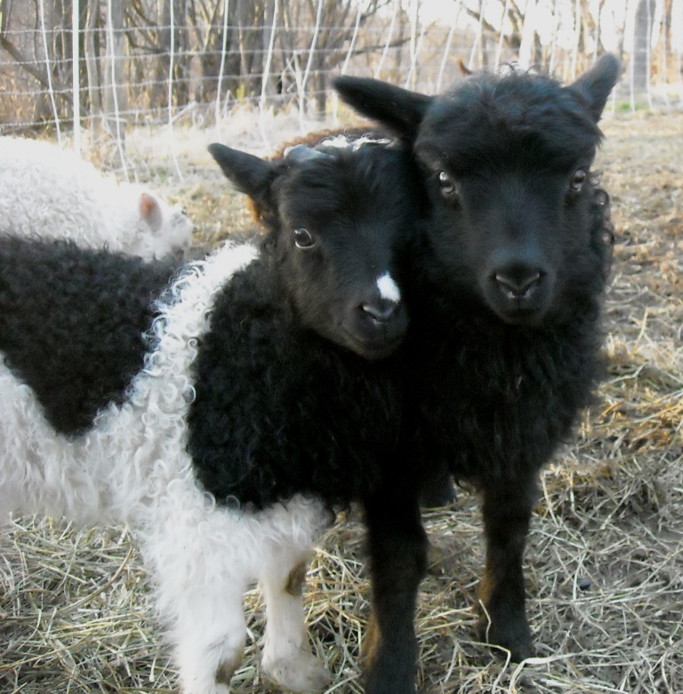 Sheep/bestfriends.jpg