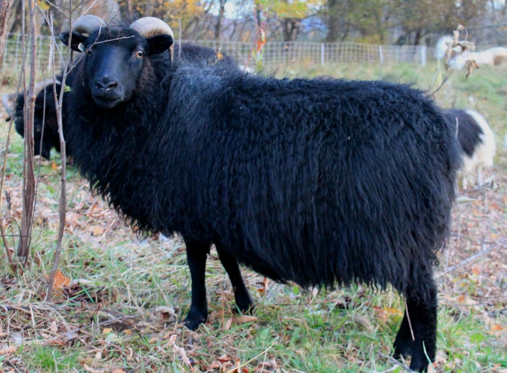 Sheep/blueberry2012.JPG
