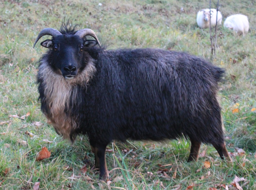 Sheep/camox2012.jpg