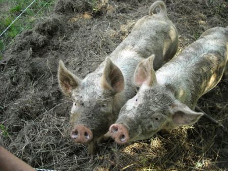 pigs_wallowing.jpg