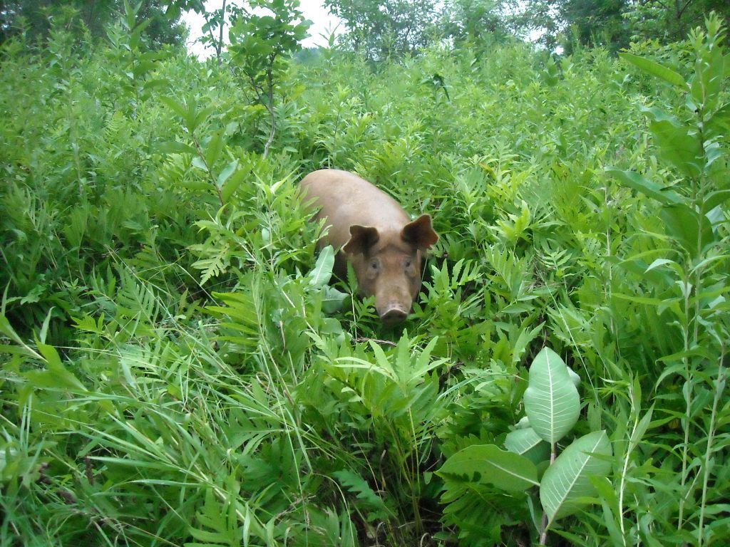 tamworthonpasture.JPG